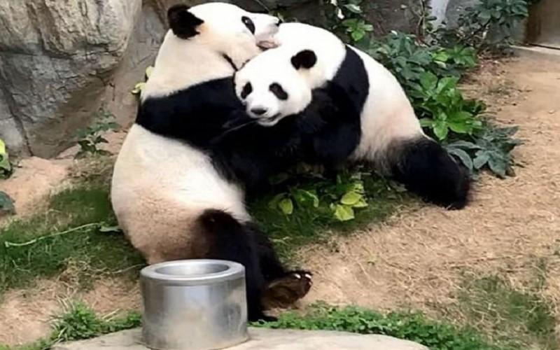 科技引領(lǐng)抗疫新時代，全球最新疫情概況