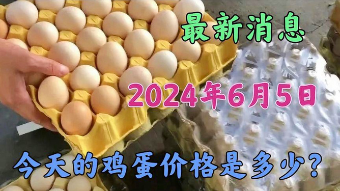 今日蛋價(jià)行情探索，一場(chǎng)內(nèi)心平靜的雞蛋探尋之旅