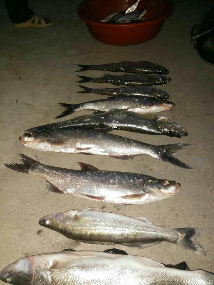 釣鱸魚比賽,釣鱸魚比賽步驟指南，從初學(xué)者到進階用戶的全方位教程