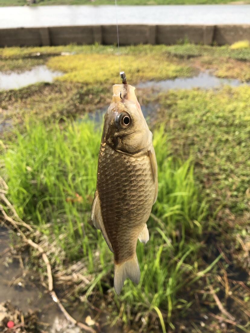 揭秘釣魚達(dá)人秘密武器，最新魚餌配方大公開