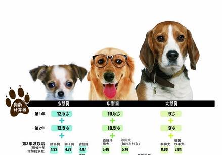 揭秘狗狗壽命，最新狗年齡全解析??