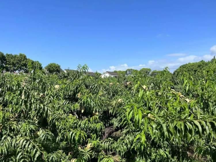 桃上市嘗鮮季節(jié)來襲！????