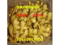 萊州生姜最新價格概覽，市場走勢、種植技術(shù)影響及案例分析